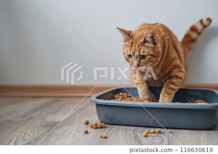 Adorable grey cat sitting near a litter box indoors. Pet care. Domestic ginger Cat looking at litterbox in a living room. Hygiene for pets. Feline wants to go to the toilet. Accustoming to the toilet 116630619