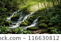 茂密的森林清澈的溪流和綠色的青苔岩石 116630812