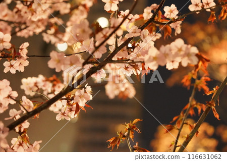Scenery of cherry blossoms blooming at night in the city Scenery of cherry blossoms blooming at night in the city 116631062