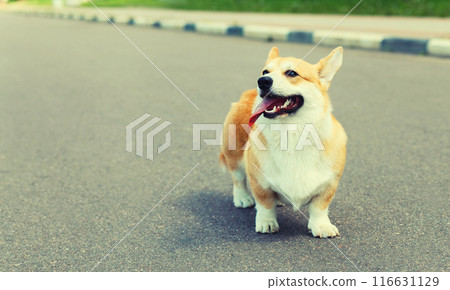 Beautiful happy young Welsh Corgi Pembroke dog walking in summer park Beautiful happy young Welsh Corgi Pembroke dog walking in summer park 116631129