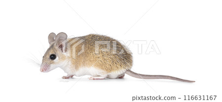 Spiny mouse on white background 116631167