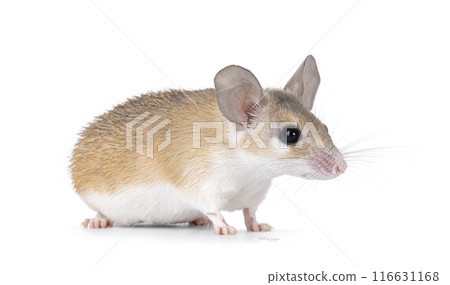 Spiny mouse on white background Spiny mouse on white background 116631168