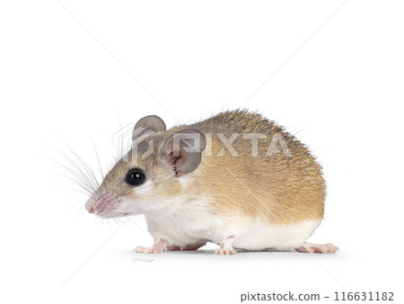 Spiny mouse on white background 116631182