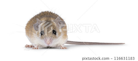 Spiny mouse on white background Spiny mouse on white background 116631183