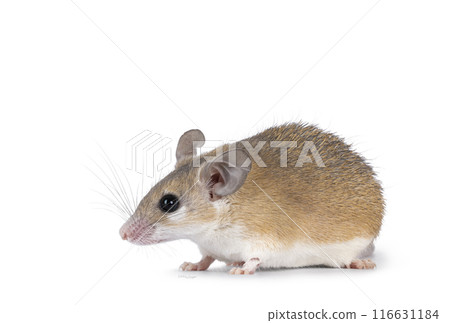 Spiny mouse on white background Spiny mouse on white background 116631184