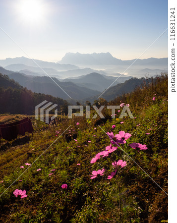Doi Luang Chiang Dao mountain at morning with Cosmos flower on the hill. Chiang Mai - Thailand 116631241