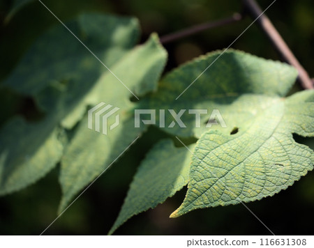 Paper mulberry leaves spreading in October 116631308