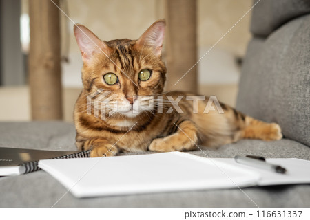 Bengal cat on the sofa with an open notebook or notepad. 116631337