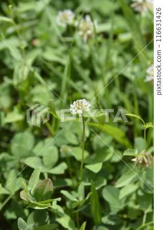 White clover 116631426