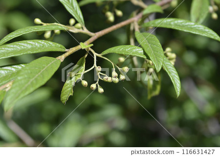 Willow-leaved cotoneaster Willow-leaved cotoneaster 116631427
