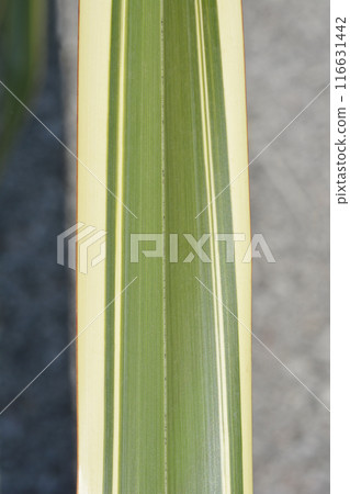 Variegated New Zealand flax 116631442