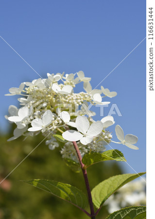 Paniculate hydrangea Ruby Paniculate hydrangea Ruby 116631444