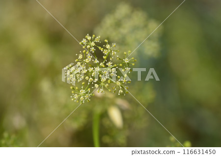 Garden parsly Garden parsly 116631450