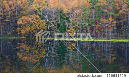 Autumn leaves of Shark pond 116631529