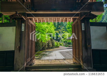 [Saifukuji Temple] Fresh greenery and the mountain gate [Shiojiri City] 116631653