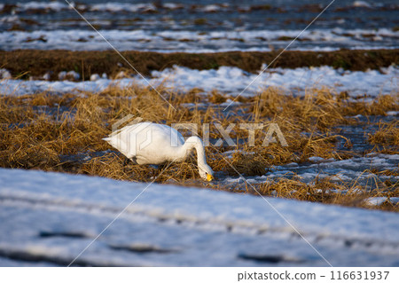 Swans eating in the countryside 116631937