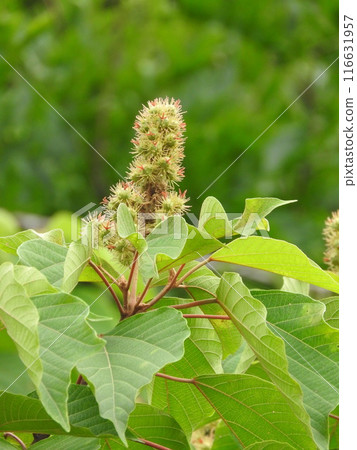 Mallotus japonicus 的幼果 116631957