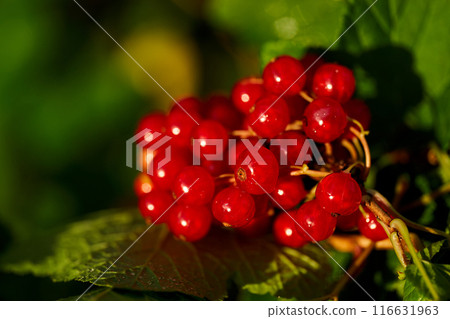 Branch of ripe red currant in a home garden Branch of ripe red currant in a home garden 116631963