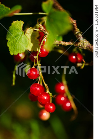 Branch of ripe red currant in a home garden Branch of ripe red currant in a home garden 116631964