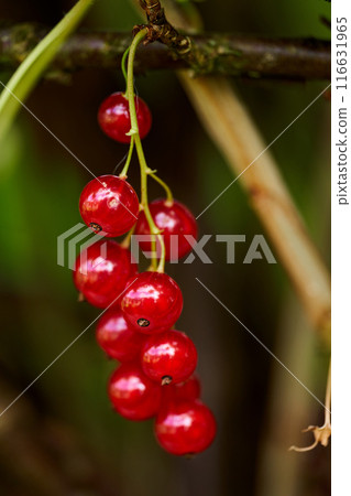 Branch of ripe red currant in a home garden Branch of ripe red currant in a home garden 116631965