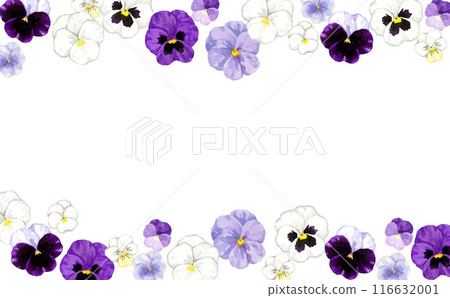 Stylish background of purple and white pansies and violas. Hand-drawn watercolor illustrations of winter and spring flowers. Stylish background of purple and white pansies and violas. Hand-drawn watercolor illustrations of winter and spring flowers. 116632001