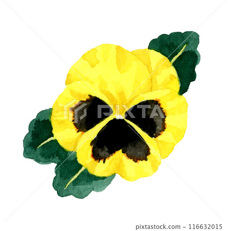 Yellow and black pansies: hand-drawn watercolor illustrations of winter and spring flowers 116632015