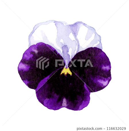 白色和紫色紫羅蘭，手繪水彩插圖的冬春花朵 116632029