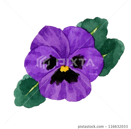 Purple pansies: Hand-drawn watercolor illustrations of winter and spring flowers Purple pansies: Hand-drawn watercolor illustrations of winter and spring flowers 116632033
