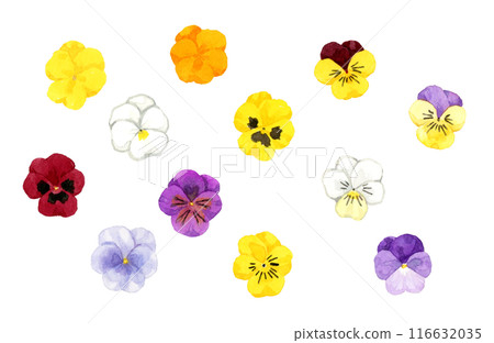 A set of colorful violas (Viola) - Hand-drawn watercolor illustrations of winter and spring flowers A set of colorful violas (Viola) - Hand-drawn watercolor illustrations of winter and spring flowers 116632035