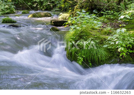 Summer Oirase Gorge, Ishigedo Rapids, Towada City, Aomori Prefecture 116632263