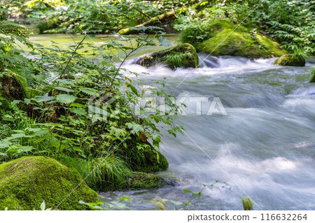 Summer Oirase Gorge, Ishigedo Rapids, Towada City, Aomori Prefecture 116632264