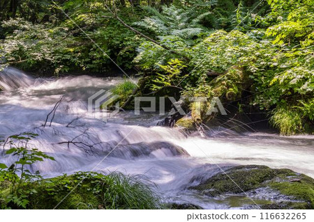 Summer Oirase Gorge, Ishigedo Rapids, Towada City, Aomori Prefecture 116632265
