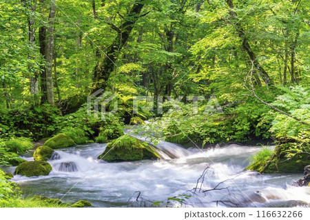 Summer Oirase Gorge, Ishigedo Rapids, Towada City, Aomori Prefecture Summer Oirase Gorge, Ishigedo Rapids, Towada City, Aomori Prefecture 116632266