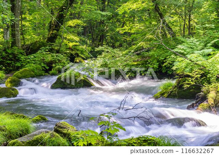 Summer Oirase Gorge, Ishigedo Rapids, Towada City, Aomori Prefecture 116632267