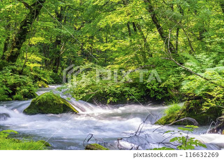 Summer Oirase Gorge, Ishigedo Rapids, Towada City, Aomori Prefecture 116632269