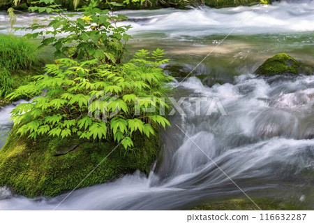 Summer Oirase Stream Asura Stream Towada City, Aomori Prefecture 116632287