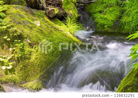 Summer Oirase Stream Asura Stream Towada City, Aomori Prefecture Summer Oirase Stream Asura Stream Towada City, Aomori Prefecture 116632291