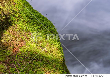 Summer Oirase Stream Asura Stream Towada City, Aomori Prefecture Summer Oirase Stream Asura Stream Towada City, Aomori Prefecture 116632292