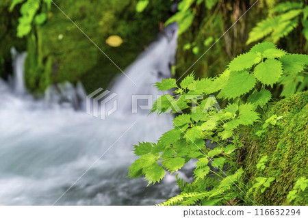 Summer Oirase Stream Asura Stream Towada City, Aomori Prefecture 116632294
