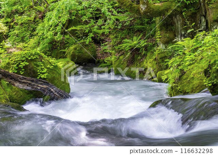 Summer Oirase Stream Asura Stream Towada City, Aomori Prefecture Summer Oirase Stream Asura Stream Towada City, Aomori Prefecture 116632298