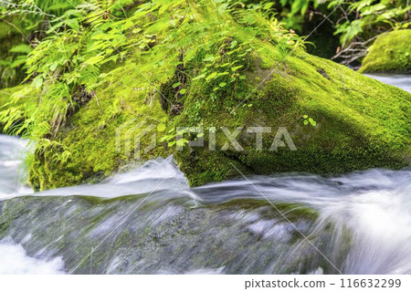 Summer Oirase Stream Asura Stream Towada City, Aomori Prefecture 116632299