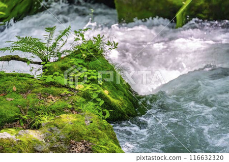 夏季奧入瀨溪阿修羅溪青森縣十和田市 116632320
