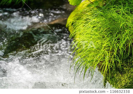 夏季奧入瀨溪阿修羅溪青森縣十和田市 116632338