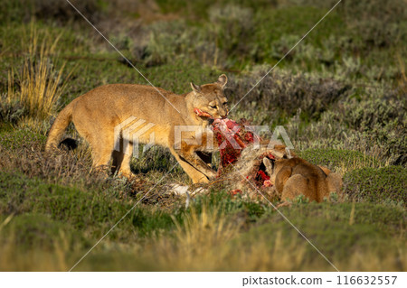 Two pumas feed on guanaco in sun 116632557