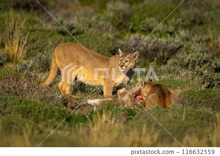 Two pumas feed on guanaco in sunshine 116632559