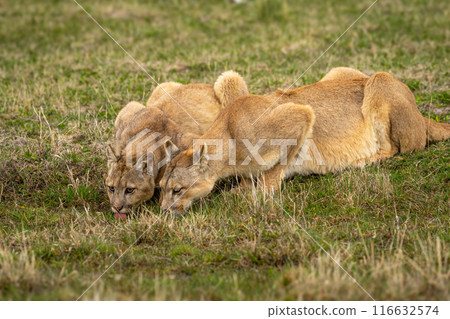 Two pumas lie drinking at grassy pool 116632574