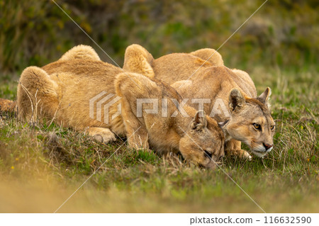 Two pumas lie drinking side-by-side from pool Two pumas lie drinking side-by-side from pool 116632590