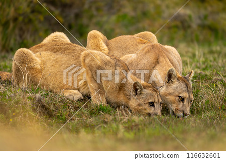 Two pumas lie drinking side-by-side in scrubland 116632601