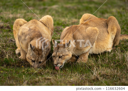 Two pumas lie drinking water from pond 116632604
