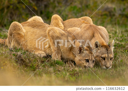Two pumas lie drinking water in grassland Two pumas lie drinking water in grassland 116632612